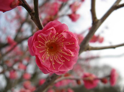 Plant Geeked: Prunus mume - Japanese flowering apricot Japanese Apricot, Prunus Mume, California Winter, Apricot Blossom, Chinese Garden, Winter Flowers, Wildlife Nature, Plum Blossom, Small Trees