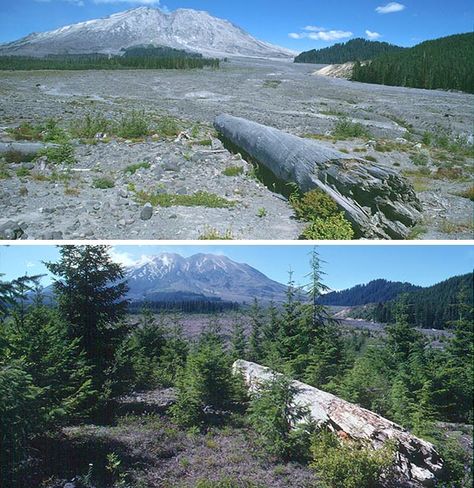 Mount. St. Helens Primary Succesion and Secondary Succession Primary Succession, Secondary Succession, Ecological Succession, Mount St Helens, Saint Helens, Walled City, St Helens, Hello Kitty Iphone Wallpaper, Homeschool Science