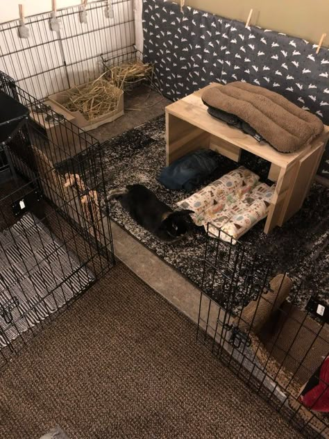 Bunny Pen Indoor Aesthetic, Bunny X Pen, X Pen Rabbit Cage, Bunny Pen Set Up, Aesthetic Rabbit Enclosure, Bunny Play Pen Ideas, Rabbit Home Ideas, Bunny In Bedroom, Bunny Pen Indoor