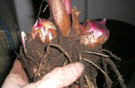 Wintering canna bulbs is an excellent way to make sure that these tropical looking plants survive in your garden year after year. Storing canna bulbs is simple, and this article will show you how. Canna Lily Care, Canna Bulbs, Canna Flower, Lily Care, Canna Lily, Lily Bulbs, Winter Vegetables, Lily Plants, Winter Plants