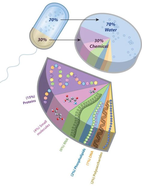 A pie slice diagram shows the proportion of water to typical chemical components in a bacterial cell. Each chemical component is color-coded and is labeled by name and percent. Bacterial Cell, Cell Function, Learn Science, Biology Resources, Nature Education, Secondary Science, Pie Slice, Ap Biology, Biology Lessons