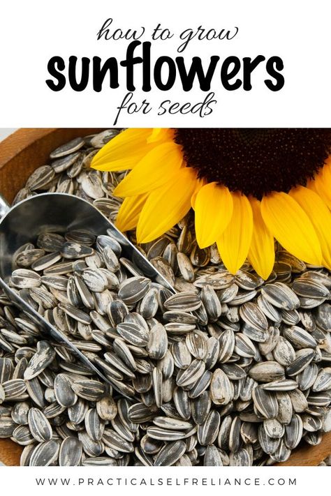 Harvest Sunflower Seeds, How To Grow Sunflowers, Harvesting Sunflower Seeds, Garden Sunflowers, Grow Sunflowers, Long Lasting Flowers, Growing Sunflowers, Planting Sunflowers, Painting The Roses Red