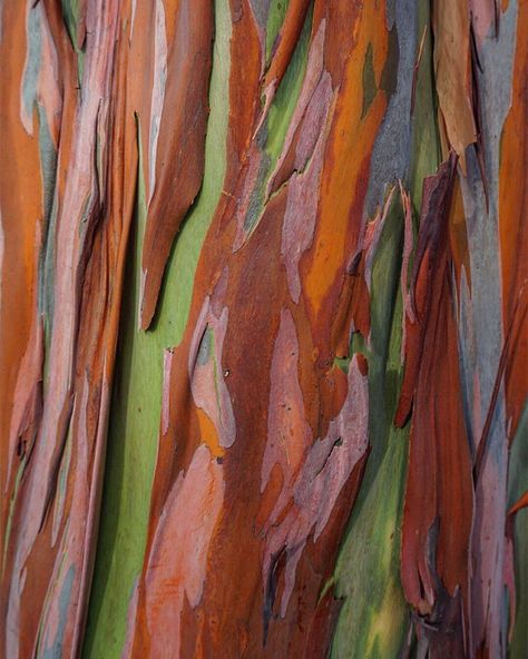 Hats off to mother nature for creating rainbow eucalyptus. Eucalyptus Deglupta, Rainbow Eucalyptus Tree, Rainforest Trees, Rainbow Eucalyptus, Rainbow Tree, Silver Dollar Eucalyptus, Australian Plants, Eucalyptus Tree, Wedding Art