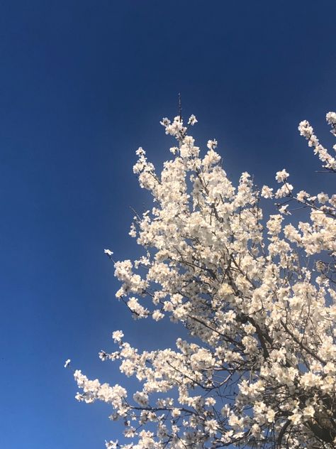 White Trees Aesthetic, Almond Flower, Almond Tree, Dark Wallpaper Iphone, Tree Wallpaper, White Tree, Flowering Trees, Sky Aesthetic, Dark Wallpaper