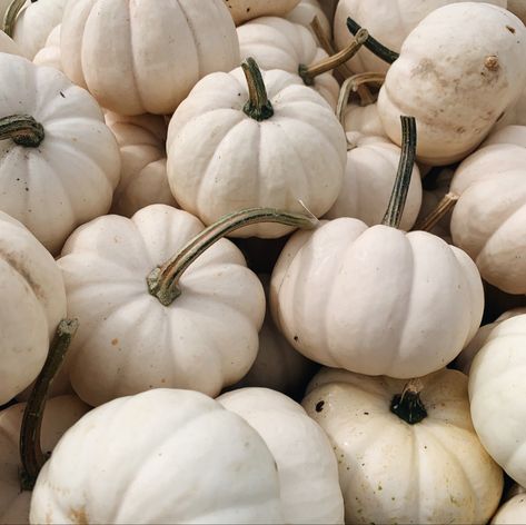 White Pumpkin Halloween Decor, White Pumpkin Aesthetic, White Pumpkins Aesthetic, Autumnal Picnic, White Halloween Aesthetic, White Fall Aesthetic, Tis Autumn, Pumpkin Mummy, White Pumpkin Decor