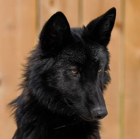 Black Wolf Hybrid, Black Wolfdog Aesthetic, Czechoslovakian Wolfdog Aesthetic, Black Wolf Dog Hybrid, Black Wolf Therian Mask, Black Fox Aesthetic, Wolfdog Black, Wolf Design Art, Black Wolf Photography