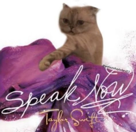 Speak Now, A Cat, Taylor Swift, Swift, Purple