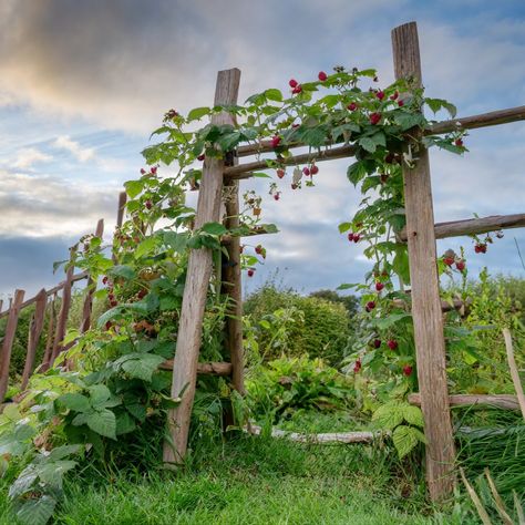 Do Raspberries Need a Trellis? - Peaceful Patch - Gardening for Health Raspberry Garden Trellis, Raspberry Arbor Trellis Ideas, Raspberry Trellis Diy, Raspberry Trellis, Pea Trellis, Raspberry Canes, Trellis System, Growing Raspberries, Raspberry Plants