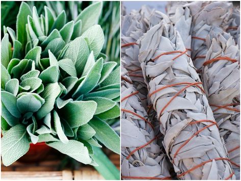 Grow Sage, Aromatic Garden, Sage Uses, Growing Sage, Sage Tea, Sage Plant, How To Dry Sage, Evergreen Shrubs, Garden Pests