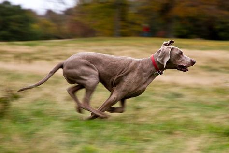 Veterinarian Reveals on TikTok That There's a Scientific Name for Your Dog's 'Zoomies' — Watch! Zoomies Dog, Dog Zoomies, Dog Poems, Animal Rescue Center, Dog Personality, Dog Grooming Business, Scientific Name, Dog Stories, Dog Agility