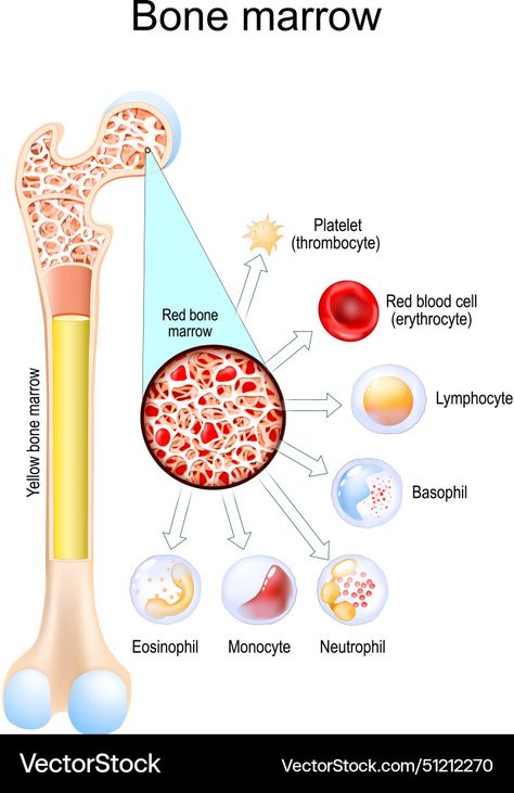 Bone Cells, Red Bone Marrow, Yellow Bone, Red Bone, White Blood, Red Blood, White Blood Cells, Bone Marrow, Red Blood Cells