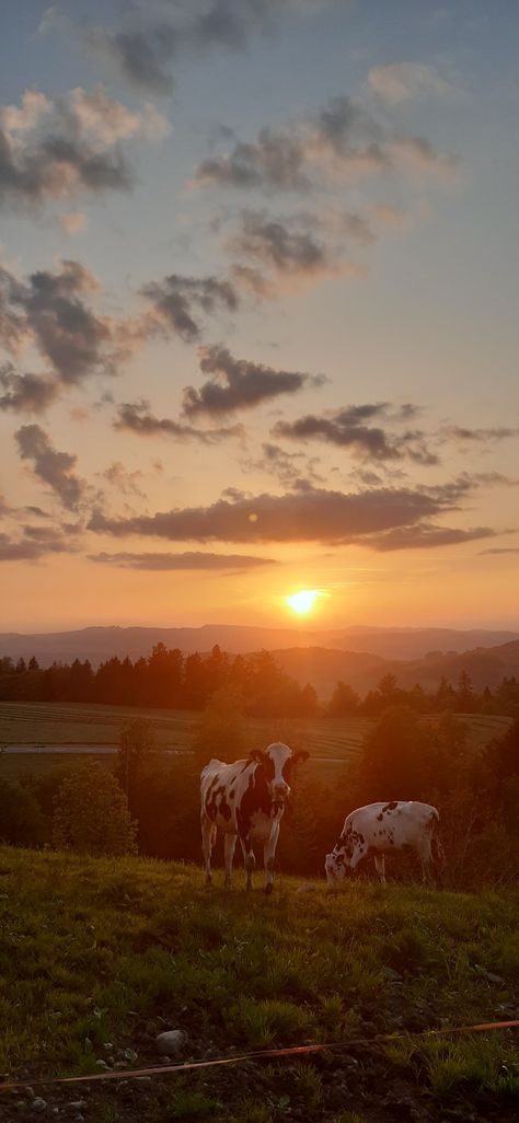 Cow Sunset Wallpaper, Sunset Wallpaper Country, Cow Iphone Wallpaper Aesthetic, Country Landscape Wallpaper, Background Images Country, Cute Country Wallpapers For Phones, Asthetic Country Wallpapers, Country Aesthetic Western Wallpaper, Country Backgrounds Aesthetic