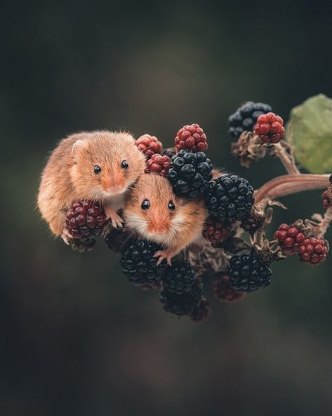 Yeah Im Fine, Mice Funny, Harvest Mice, Watercolour Birds, Harvest Mouse, Autumn Animals, Spring Animals, Countryside Vacation, Pretty Animals