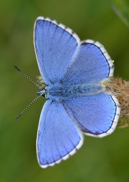 Adonis Blue, Figsbury Ring, Wiltshire | The tale continues..… | Flickr Azure Butterfly, Moth Caterpillar, Butterflies And Dragonflies, Moths And Butterflies, Butterfly Photos, Blue Beauty, Beautiful Bugs, Butterfly Pictures, Birds And Butterflies