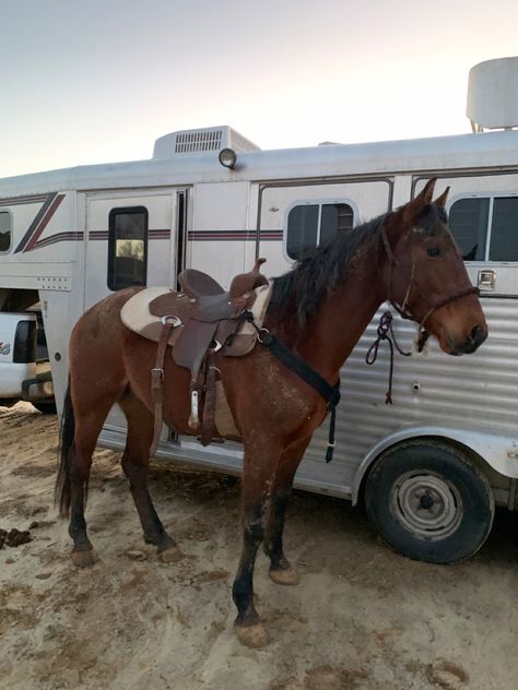 Bay Horses Western, Bay Horse Western, Recreate Pics, Horse Transport, Horses Western, Bay Horses, Aqha Horses, Western Horses, Horse Western