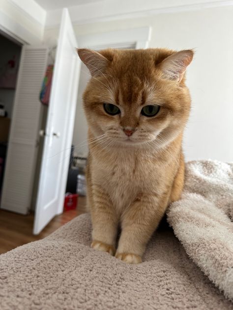 Cute british shorthair Ginger British Shorthair Kitten, British Shorthair Cats Orange, English Short Haired Cat, English Shorthair Cat, Ginger British Shorthair, British Short Haired Cat, British Shorthair Cats Golden, Orange British Shorthair, Brown British Shorthair