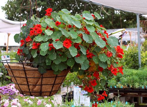 Nasturtium 'Empress of India' hanging basket Nasturtium Hanging Basket, Gardening 2023, Plants Care, Best Edibles, Grow Food, Candy Flowers, Hanging Flower Baskets, Plants For Hanging Baskets, Gardening Hacks