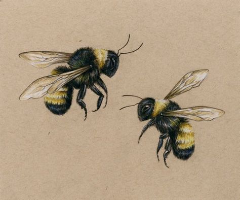 Bumblebee Drawing, Bee Drawing, Prismacolor Art, Bee Painting, Bee Illustration, Bee Tattoo, Tattoo Art Drawings, Insect Art, Bee Art