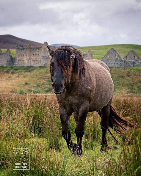 Highland Pony, Scottish Highlands, Horses