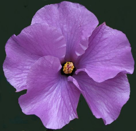 Alyogyne 'West Coast Gem' Lilac Hibiscus, Hibiscus Garden, Garden World, Fast Growing Evergreens, Zone 10, Australian Garden, Garden Shrubs, Late Spring, Spring Has Sprung