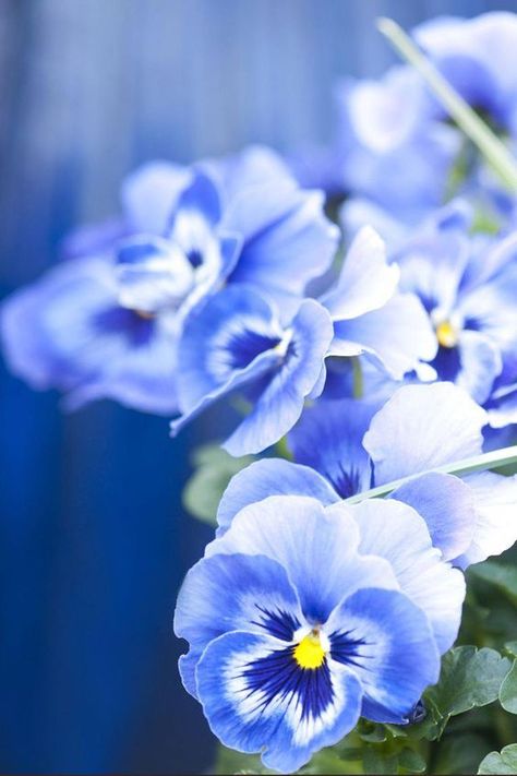 Mermaid Flowers, Dior Pants, Container Gardening Ideas, Flower Reference, Summer Flowers Garden, Blue Things, Pansies Flowers, Photo Competition, Blue Garden