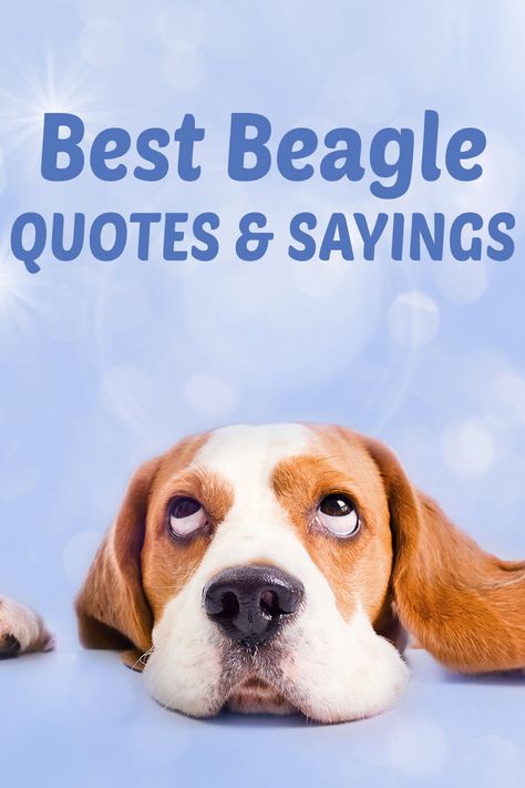 Funny Beagle Quotes, Beagle Quotes Funny, Beagle Quotes, Beagle Breeds, Beagle Funny, Puppy Quotes, Beagle Gifts, Dog Thoughts, Dog Jokes