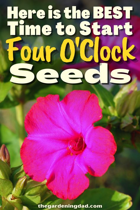 Do you want to grow Four O'Clock seeds? This link will go over the best time to plant your seeds so they can grow most succesfully. #Thegardeningdad #fouro'clock #flower Four O'clock Flowers Yards, 4 O’clock Flowers, Four O Clocks Plants, Four O’clock Flowers, 4oclocks Flowers, 4 O Clock Flowers, 4 Oclock Flowers, Four Oclock Flowers, Four O Clock Flowers