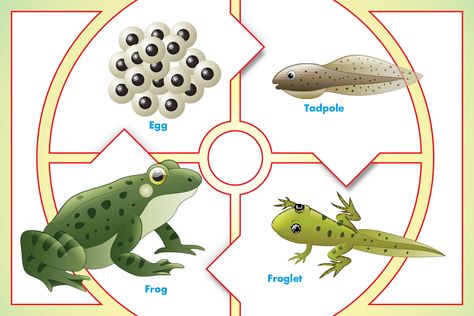 Lifecycle of a Frog How To Raise Tadpoles, Tadpole Habitat, Frog And Tadpole Tattoo, Tadpole Life Cycle, Tadpoles To Frogs Preschool, Spanish Animals, Leopard Frog, Frog Life Cycle, Giant Pacific Octopus