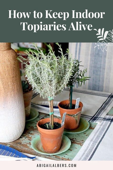 Indoor Topiary Plants, Rosemary Topiary Diy, How To Make A Rosemary Topiary, Myrtle Topiaries, Potted Rosemary, Lavender Topiary, Indoor Topiary, Rosemary Topiary, Patio Garden Bed