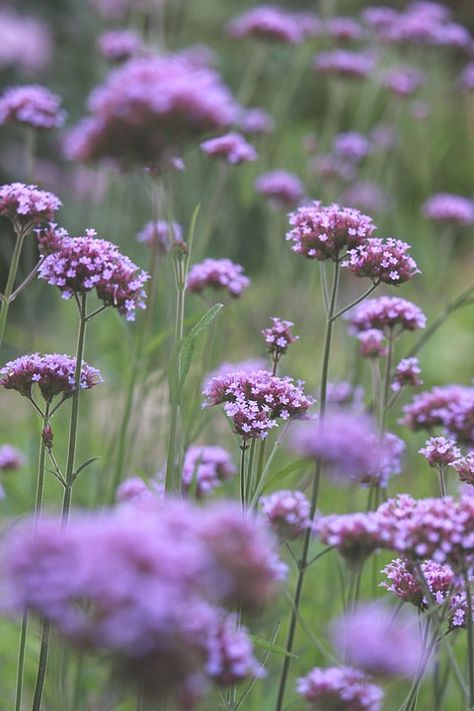 Verbena Companion Plants, Verbena Bonariensis Planting Combinations, Verbena Flower, Purpletop Verbena, Verbena Officinalis, Verbena Bonariensis, Hd Flowers, Purple Wildflowers, Blossom Garden