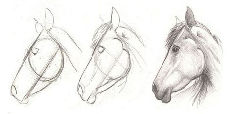 how to draw a horse head in 3 easy step - Learn To Draw And Paint Draw A Horse, Horse Art Drawing, Horse Sketch, Horse Anatomy, Drawing Lesson, Horse Drawing, Horse Drawings, 3d Drawings, Drawing Lessons