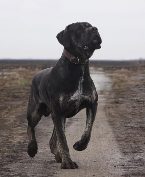 Serbian defense dog - S.O.P. Serbian Defense Dog, Canine Anatomy, Kangal Dog, Protection Dogs, Cane Corsos, Mastiff Breeds, Rare Dogs, Bully Dogs, Presa Canario