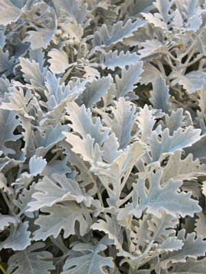 Dusty Miller Plant, Edging Plants, Small Yellow Flowers, Seed Starting Mix, Garden Planner, Dusty Miller, Cut Flower Garden, Moon Garden, White Gardens