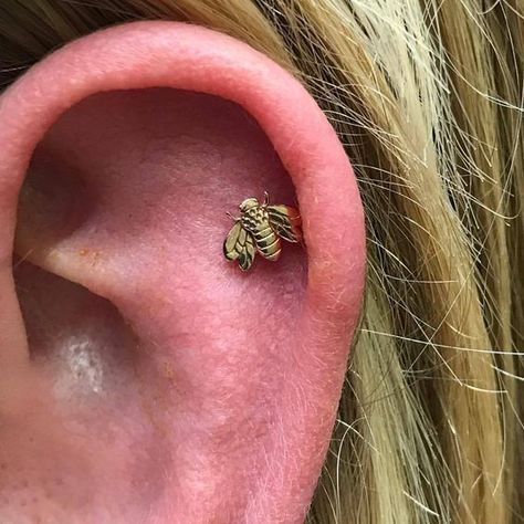 Bee Piercing, Sore Loser, Ear Piercings Helix, Double Piercing, Threader Earrings Gold, Piercing Shop, Gold Bee, Body Piercings, Classy Jewelry