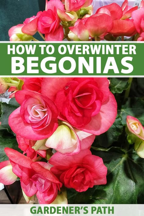 How To Save Begonias Over Winter, How To Keep Begonias Over Winter, How To Overwinter Begonias, Winterizing Begonias, How To Over Winter Begonias, Overwintering Begonias In Pots, Over Wintering Begonias, Overwinter Begonias, Overwintering Annuals