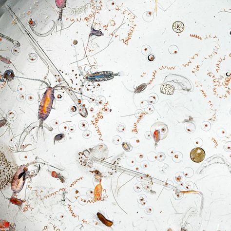 This is a single drop of seawater under a microscope. In a drop (one milliliter) of seawater, one can find 10 million viruses, one million bacteria, and about 1,000 small protozoans and algae (called "protists"). #imaging #microscopy #bacteria #earthscience #microbiology Microscope Pictures, Fingerprint Scanner, Microscopic Images, Things Under A Microscope, Ocean Water, Touch Screen Display, Art Contest, Usb Drive, Microbiology