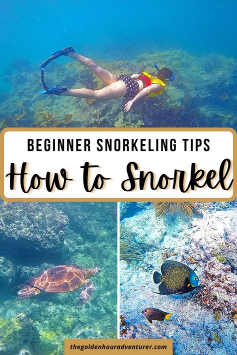 Beginner Snorkeling Tips Snorkeling Pictures, Beginner Photography, Diving Photography, Roatan Honduras, Animal Experiences, Family Beach Trip, Best Snorkeling, Snorkel Set, Water Adventure