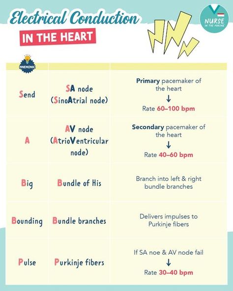 Kristine Tuttle on Instagram: "Electrical Conduction of the Heart⚡️🫀  ⚡️SA node (Sinoatrial node): Primary pacemaker of the heart; creates electrical impulses of 60–100 bpm  ⚡️AV node (Atrioventricular node): Secondary pacemaker of the heart, or “backup pacemaker.” Takes over at a rate of 40–60 bpm if the SA node malfunctions.  ⚡️Bundle of His: Transmits electrical impulse from AV node → bundle branches  ⚡️Bundle Branches: Delivers impulses to Purkinje fibers  ⚡️Purkinje fibers: Fire at a rate of 30–40 bpm if both the SA & AV nodes fail  #nursingschool #nursingnotes #nurseshelpingnurses #BSN #RN #LPN #nursingstudent #nursing #nurse #NCLEX" Electrical Conduction System Of The Heart, Purkinje Fibers, Nursing Cardiac, Sinoatrial Node, Paramedic School, Human Biology, Nurse School, Emt Paramedic, Airbnb Promotion