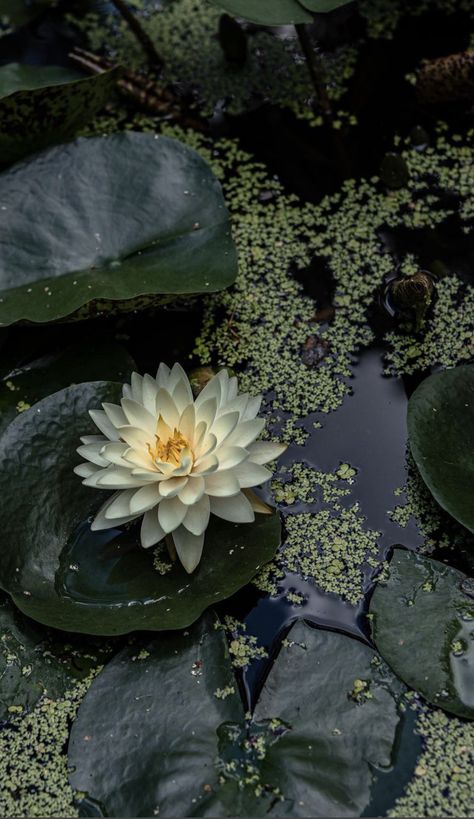 Water Lilies Flowers, Pond Aesthetic, Nothing But Flowers, Flower Therapy, Newborn Babies, A Pond, Green Flower, Water Lily, Nature Aesthetic