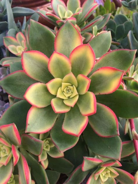 Aeonium Kiwi, Succulent Landscape Design, Indoor Flowering Plants, Drought Tolerant Garden, Succulent Landscaping, Succulent Gardening, Succulents Indoor, Succulents In Containers, Drought Tolerant Plants