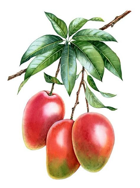 Watercolor labels for Freerange Market on Behance Mango Tree Painting, Mango Tree Watercolor, Mango Watercolor, Watercolor Art Fruits And Vegetables, Tropical Fruit Watercolor, Mango Flower, Crayons Pastel, Vegetable Pictures, Fruits Drawing