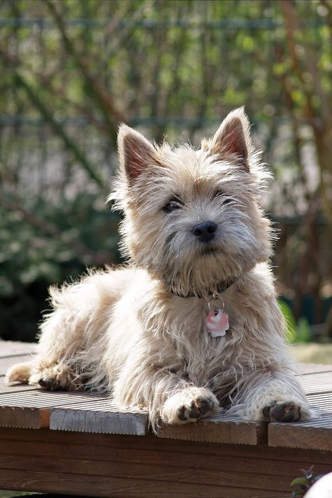 20 Dog Breeds That Don't Shed (Much) Cairn Terrier Puppies, Cairn Terrier Mix, Scruffy Dogs, Cairn Terriers, Terrier Breeds, The Isle Of Skye, Working Dog, Terrier Puppies, Pretty Dogs