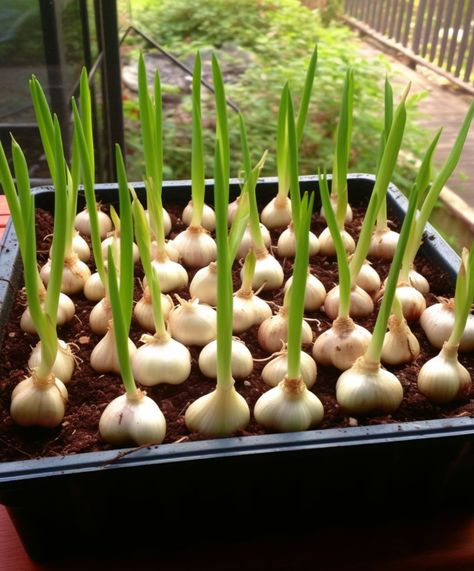 Garlic Plants, Garlic Plant, Hardneck Garlic, Design Garden Ideas, Grow Garlic, Harvesting Garlic, Planting Garlic, Garlic Scapes, Beautiful Home Gardens