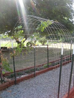 Use a nice piece of chicken wire attached to 4 metal stakes to make a clematis arbor? Raised Veggie Gardens, Grape Vine Trellis, Clematis Trellis, Grape Trellis, Trellis Garden, Grape Arbor, Vine Trellis, Cattle Panels, Arbors Trellis