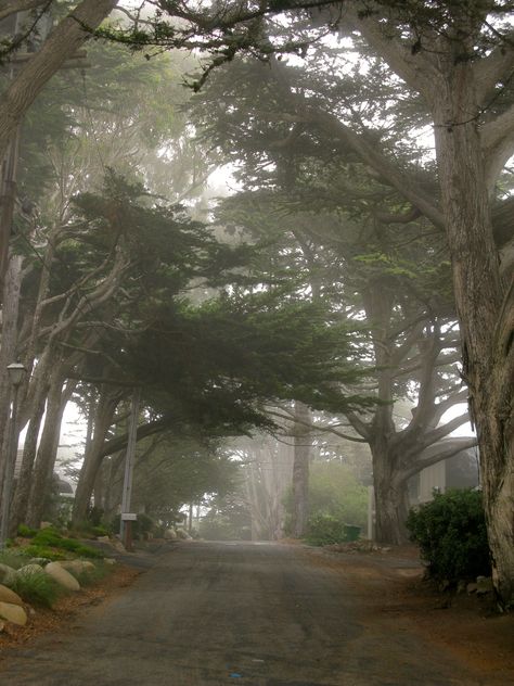 A foggy moment in Carmel...... Monterey Cypress, Carmel Beach, Foggy Day, Country Lane, Carmel California, Carmel Ca, Butterfly House, House By The Sea, Pacific Grove