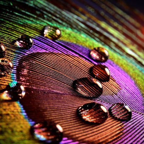 Peacock Colour Palette, Raindrop Photography, Amazing Macro Photography, Creative Macro Photography, Macro Ideas, Macro Photography Tips, Macro Art, Feather Artwork, Macro Photography Nature