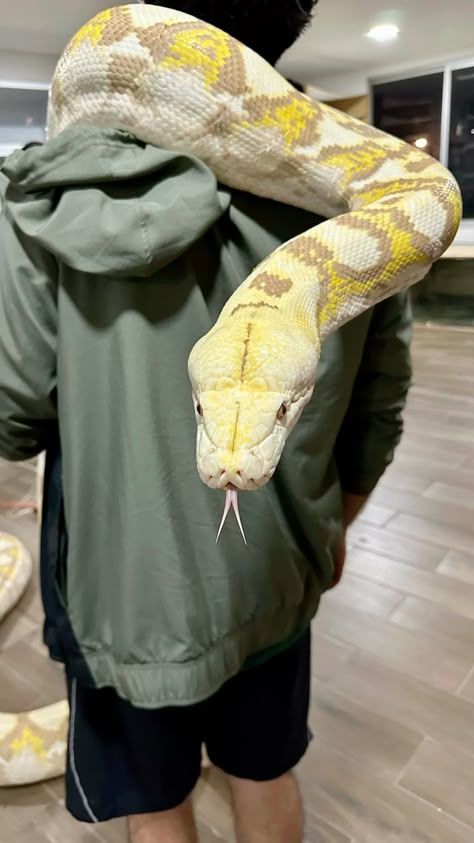 #snakes #serpiente Pet Snakes Aesthetic, Rare Reptiles, Fluffy Snake, Big Snakes, Snake Aesthetic, Snake Pet, Big Snake, Pet Snakes, Reticulated Python