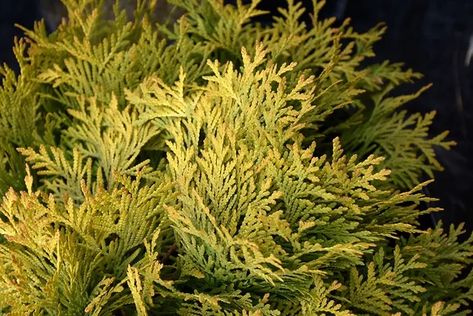 Golden Globe Arborvitae | Plant by Number Golden Globe Arborvitae, Arborvitae Landscaping, Globe Arborvitae, Yellow Shrubs, Eastern White Cedar, Thuja Occidentalis, Flower Bed Designs, Thriving Garden, Evergreen Shrubs