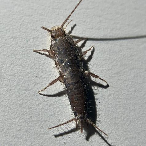 What Smell Do Silverfish Hate? (Control & Prevention Methods) Get Rid Of Silverfish, Cedar Oil, Scented Sachets, Bathroom Floor, Drying Herbs, The Bathroom, Dart, Bugs, Bugs And Insects