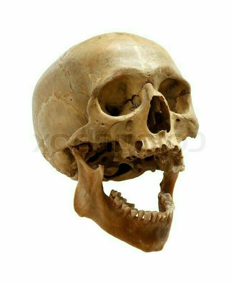 Skull Reference Anatomy, Skull Looking Up Reference, Drawing Ideas Skull, Human Skull Reference Photography, Skulls Reference, Human Skull Reference, Animal Skull Reference, Skull 3/4 View, Skull Jaw